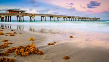Dania Beach