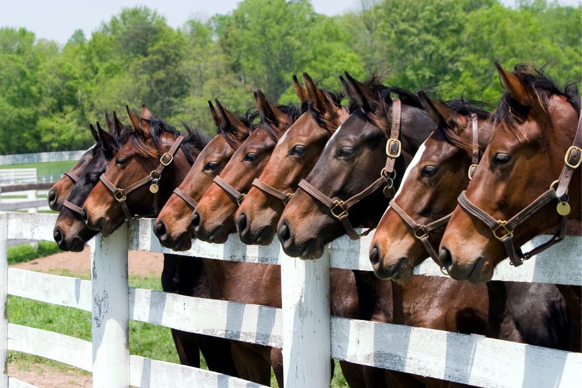 Horseshoe Acres | Boca Raton
