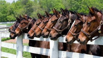 Horseshoe Acres | Boca Raton