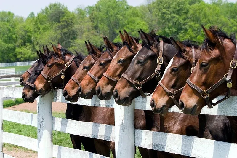 Horseshoe Acres | Boca Raton