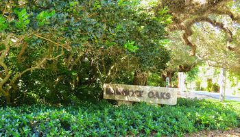 Hammock Oaks